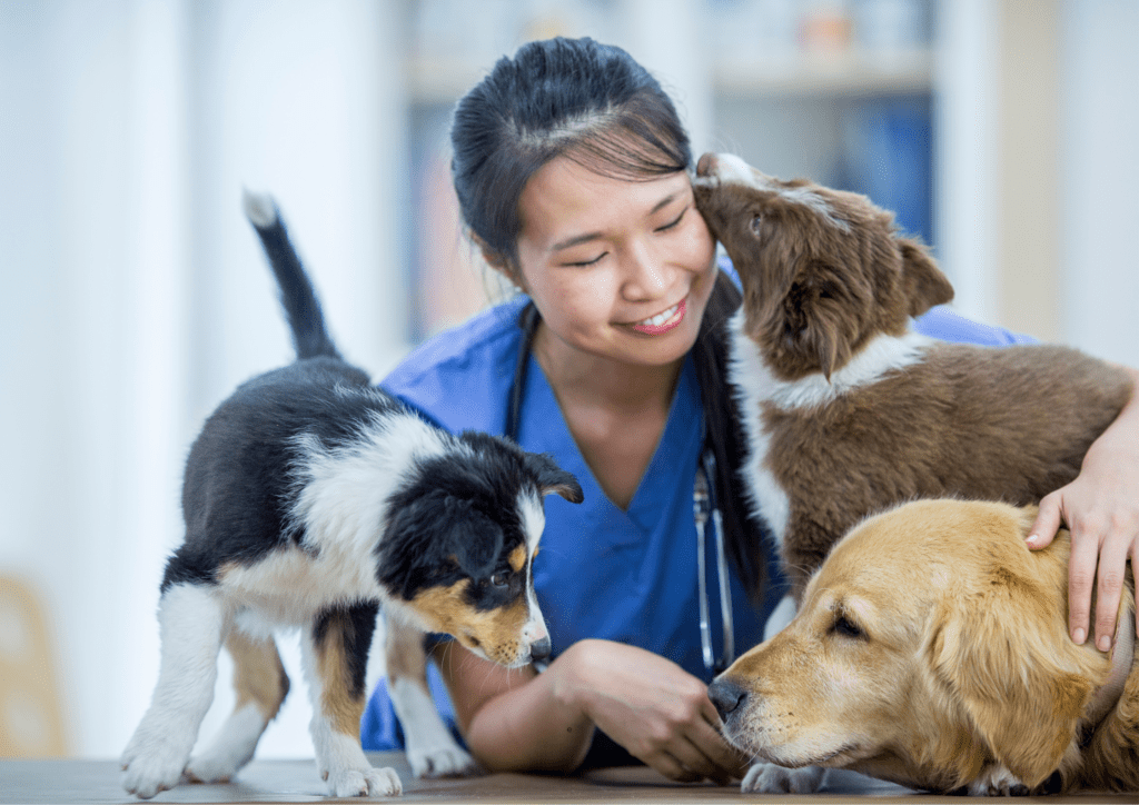 cats and dogs and vets