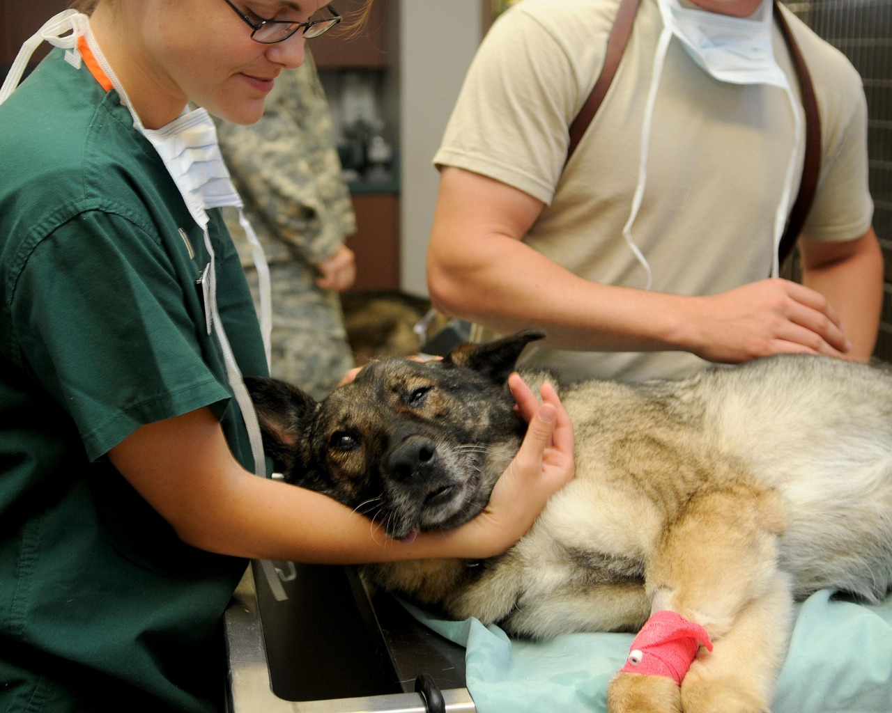 What Education Is Required to Be a Veterinarian